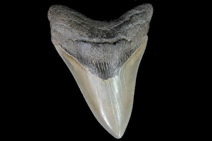 Serrated, Fossil Megalodon Tooth - Collector Quality #76508